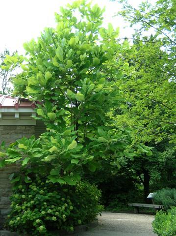 Bigleaf Magnolia tree